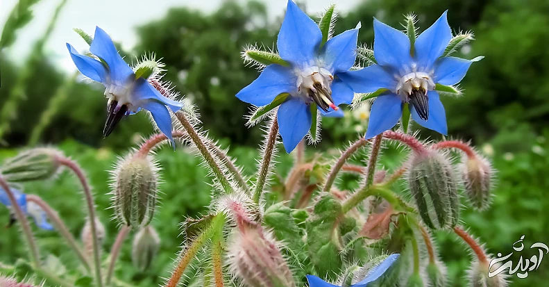 روغن گل گاوزبان-گیاه گل گاوزبان